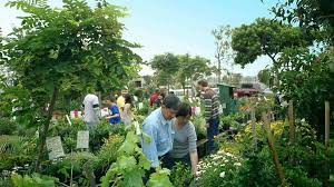 Shrubs Garden View Landscape Nursery