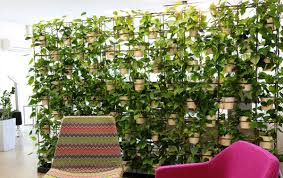 Plant Walls For Your Office