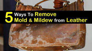 Bleach only kills surface mold, which means the mold will grow back later. 5 Quick Easy Ways To Remove Mold From Leather