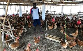 Supporting the poultry sector in Sierra Leone. "My business has grown."