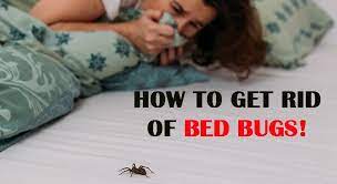 How To Get Rid Of Bed Bugs Womenworking
