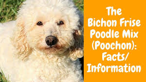 the bichon frise poodle mix poochon