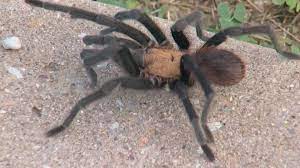 texas brown tarantulas crawling across