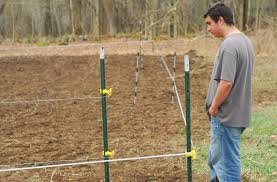 Food Plots With An Electric Fence