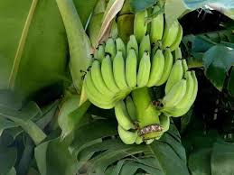 green banana nutrition health benefits