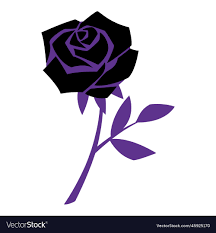 black rose mystical image royalty free
