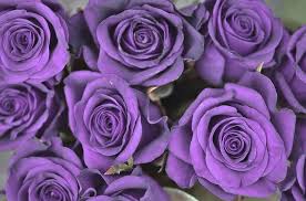 purple rose flower meaning and symbolism