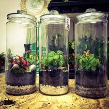 what to plant in crystal glasses