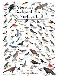 Backyard Bird Identification Oregon Kids Guide To Birds