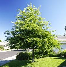 Green gable gum tree has a narrower pyramidal canopy than other tupelo trees. Black Gum Trees For Sale Online The Tree Center