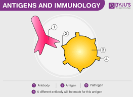 types of antigen antibody reaction