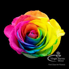 rainbow rose virgin farms high