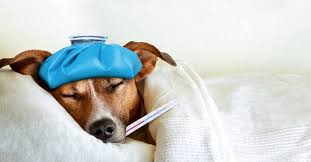 what to do when your dog gets sick