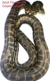python in western australia reptiles