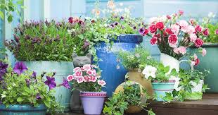 Containers Pots And Planters What