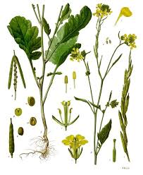 Brassica Nigra Wikipedia