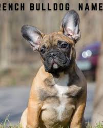 These dogs are friendly, cheerful and fashionable. What You Need To Know About Feeding Your French Bulldog Pethelpful By Fellow Animal Lovers And Experts
