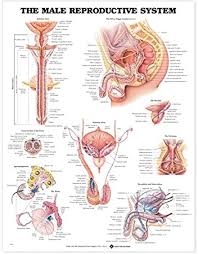 View, isolate, and learn human anatomy structures with zygote body. Amazon Com The Male Reproductive System Anatomical Chart Anatomical Chart Company Office Products