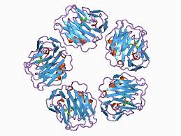 C Reactive Protein Wikipedia