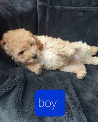 red toy poodle dogs puppies