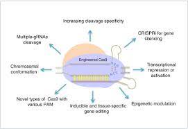 crop genome editing
