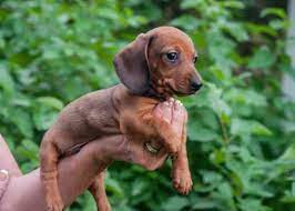 Adorable dachshund puppies on messenger. Dachshund Breeders Kansas Petsidi