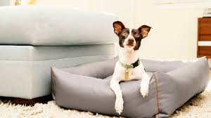 how to keep dogs off furniture bechewy