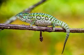 jewelled chameleon images browse 72