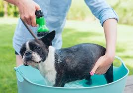 Cool Down Your Dog In Hot Weather