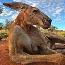 В Австралии умер самый мускулистый кенгуру в мире - РИА Новости, 10.12.2018