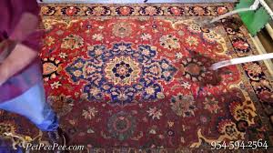 rug cleaning from pet odor