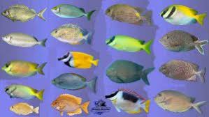 1.2 pengertian manajemen menurut ricky w. Mengenal 18 Jenis Ikan Baronang Yang Ada Di Nusantara Jmi