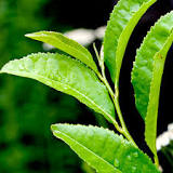 What plant is green tea made from?