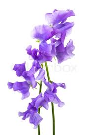 Blue and purple flowers images. Beautiful Blue Flower On A White Stock Image Colourbox
