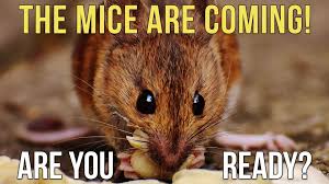 invasive mice out of your rv