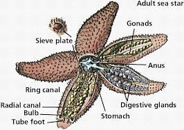 Echinodermata Google Search Sea Creatures Starfish Sea