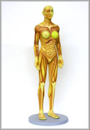 Female Human Anatomy Anatomy System Human Body Anatomy