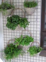 11 Herbs for Hanging Baskets: Best List for Your Home Garden