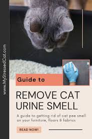 how to get rid of cat urine smell 3