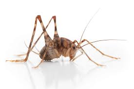How Do Crickets Get Into Your House