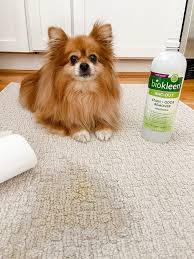 treating pet stains on carpet biokleen