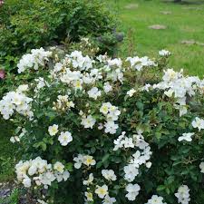 david austin rose kew gardens rosa