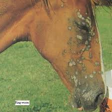 horse skin diseases ringworm warts