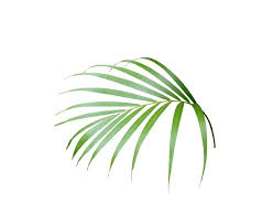 palm tree clipart images