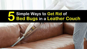 bed bugs in a leather couch