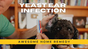 dog yeast ear infections great otc
