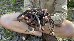 queensland snake catcher releases baby