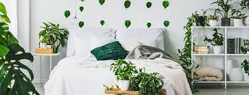 Wann sind zimmerpflanzen schädlich für den schlaf ? Welche Pflanzen Eignen Sich Furs Schlafzimmer Keno Kent Blog