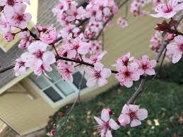 Maybe you would like to learn more about one of these? Prunus Cerasifera Thundercloud Cherry Plum Thundercloud Thundercloud Cherry Plum Thundercloud Myrobalan Plum North Carolina Extension Gardener Plant Toolbox