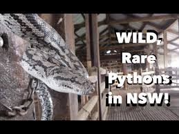 murray darling carpet python in nsw